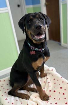 Rottweiler Dogs Available for Adoption - Dot | PetCurious