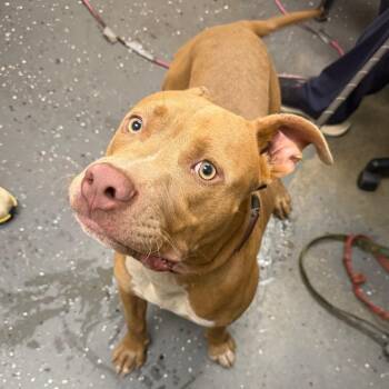 Monster Truck -  Mixed Breed Dog for Adoption in Columbiana, Alabama - Monster Truck | PetCurious