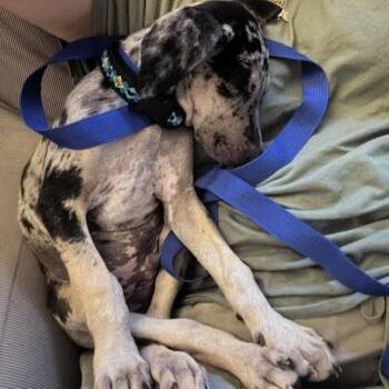 Yogi D70633 -  Catahoula Leopard Dog and Mixed Breed Dog for Adoption in Minnetonka, Minnesota - Yogi D70633 | PetCurious