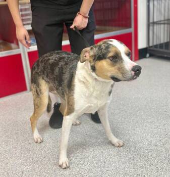 Adell -  Australian Cattle Dog Blue Heeler and Pit Bull Terrier Dog for Adoption in Lake Havasu City, Arizona - Adell | PetCurious