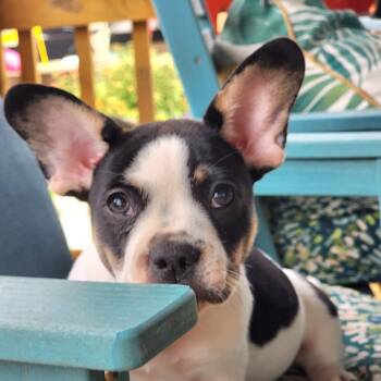 Haggis -  French Bulldog and Miniature Dachshund Dog for Adoption in Austin, Texas - Haggis | PetCurious