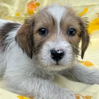 Savanah -  Shih Tzu and Miniature Poodle Dog for Adoption in Tylertown, Mississippi - Savanah | PetCurious