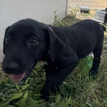 Ella -  Labrador Retriever and Mixed Breed Dog for Adoption in Corpus Christi, Texas - Ella | PetCurious