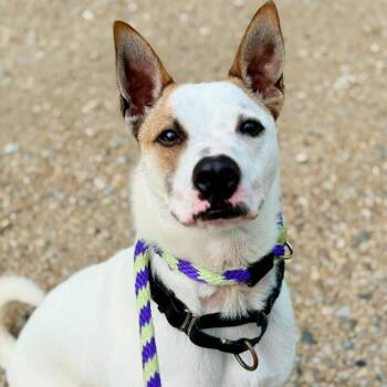 Rescue Cattle Dog Dogs for Adoption in Phoenixville, Pennsylvania - Link | PetCurious