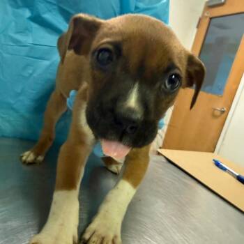 Mixed Breed Dogs Available for Adoption - Petunia | PetCurious