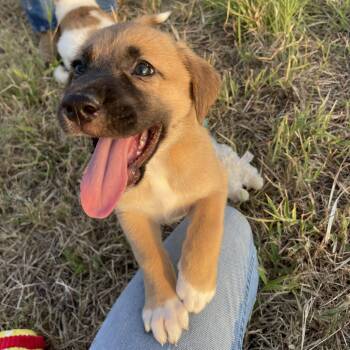 Cupcake -  Great Pyrenees and Labrador Retriever Dog for Adoption in Sadler, Texas - Cupcake | PetCurious