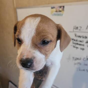 Pit Bull Terrier and Mixed Breed Dogs Available for Adoption - Jane | PetCurious