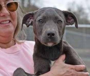 Weimaraner and Labrador Retriever Dogs Available for Adoption - Toby | PetCurious