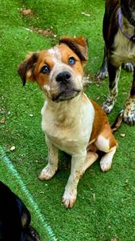 Data -  Australian Cattle Dog Blue Heeler and Boxer Dog for Adoption in Shawnee, Oklahoma - Data | PetCurious