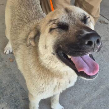 Rescue Shepherd Dogs for Adoption in Montgomery, Alabama - Tip | PetCurious