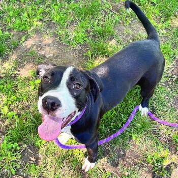 Pit Bull Terrier Dogs Available for Adoption in Belleville, Illinois - Peony | PetCurious