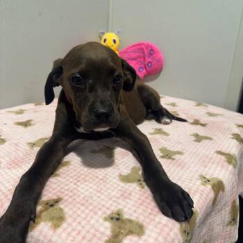 Plott Hound and Boxer Dogs Available for Adoption - Dandelion | PetCurious