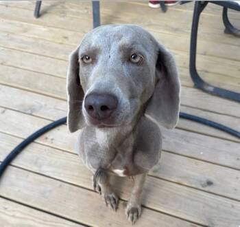 Rescue Weimaraner Dogs for Adoption in Marietta, Georgia - Lila | PetCurious