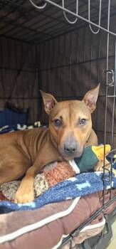 Rescue Black Mouth Cur and Rhodesian Ridgeback Dogs for Adoption in North Haven, Connecticut - Delilah | PetCurious