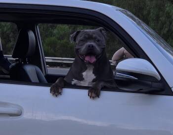 Luna -  American Staffordshire Terrier Dog for Adoption in Frazier Park, California - Luna | PetCurious