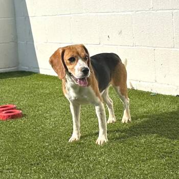 Symone 4175/8041 -  Beagle Dog for Adoption in Loxahatchee Groves, Florida - Symone 4175/8041 | PetCurious