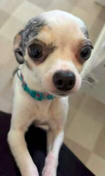 Honey Bunnie $500 -  Chihuahua Dog for Adoption in West Milwaukee, Wisconsin - Honey Bunnie $500 | PetCurious