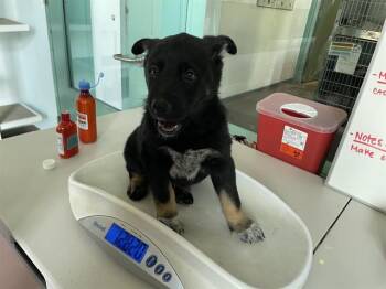 German Shepherd Dog Dogs Available for Adoption in Antioch, California - MONDAY | PetCurious