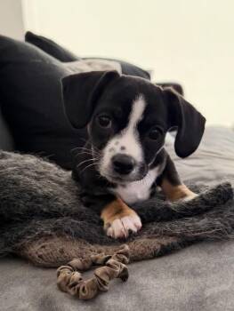 Chihuahua and Dachshund Dogs Available for Adoption in Los Angeles, California - Virginia | PetCurious