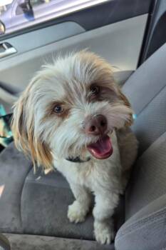 Flocko -  Shih Tzu Dog for Adoption in Pocatello, Idaho - Flocko | PetCurious