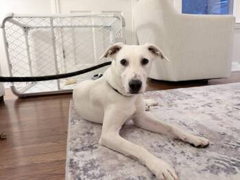 Whitey -  Labrador Retriever Dog for Adoption in Wheaton, Illinois - Whitey | PetCurious