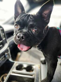 French Bulldog Dogs Available for Adoption in Newport, Kentucky - Duke | PetCurious
