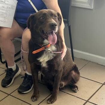 Buck -  Labrador Retriever and Cattle Dog Dog for Adoption in Starkville, Mississippi - Buck | PetCurious