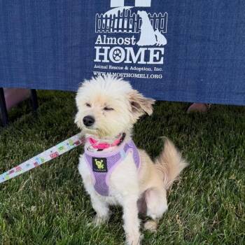 Turtle Dove -  Terrier Dog for Adoption in Patchogue, New York - Turtle Dove | PetCurious
