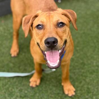 Boombox -  Mixed Breed Dog for Adoption in Asheville, North Carolina - Boombox | PetCurious
