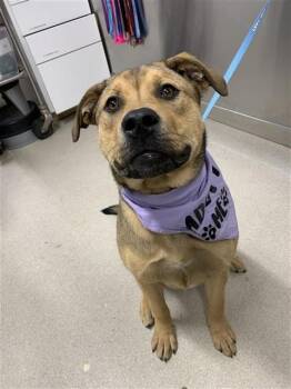Pit Bull Terrier and German Shepherd Dog Dogs Available for Adoption in Fairbanks, Alaska - CORNBREAD | PetCurious