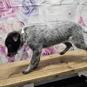 Australian Cattle Dog Blue Heeler Dogs Available for Adoption - Kayce | PetCurious