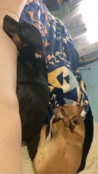 Hotel : Hilton -  Chihuahua and Miniature Pinscher Dog for Adoption in Aurora, Indiana - Hotel : Hilton | PetCurious