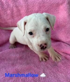 Marshmallow -  Labrador Retriever and American Staffordshire Terrier Dog for Adoption in Liverpool, Texas - Marshmallow | PetCurious