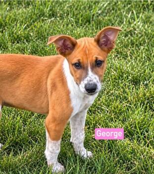 George -  Shepherd and Hound Dog for Adoption in Saugus, Massachusetts - George | PetCurious