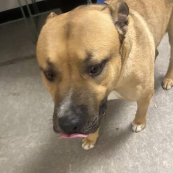 Mixed Breed Dogs Available for Adoption - Kurr | PetCurious