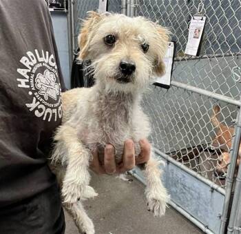 A377912 -  Terrier and Poodle Dog for Adoption in Stockton, California - A377912 | PetCurious