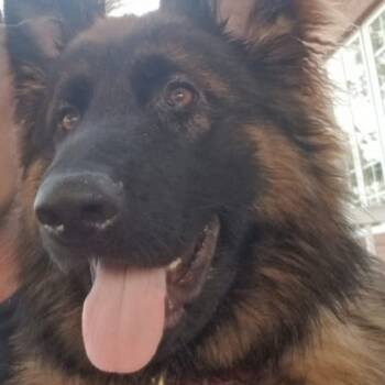 Rescue German Shepherd Dog Dogs for Adoption in Van Horne, Iowa - Bijan | PetCurious