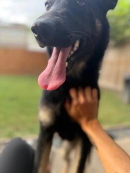 Funny Lila -  Shepherd Dog for Adoption in Houston, Texas - Funny Lila | PetCurious