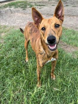 Australian Cattle Dog Blue Heeler and Mixed Breed Dogs Available for Adoption in Conroe, Texas - VALLEY | PetCurious