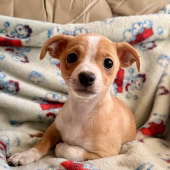 Penny -  Chihuahua Dog for Adoption in Modesto, California - Penny | PetCurious