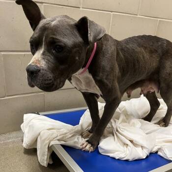 Misty -  Mixed Breed Dog for Adoption in Chattanooga, Tennessee - Misty | PetCurious