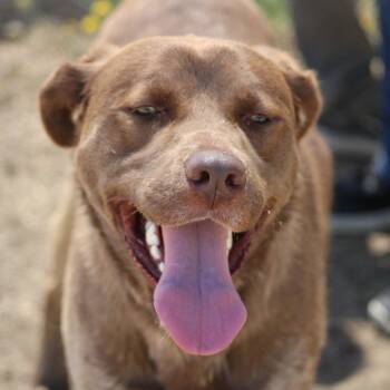 Happy -  Labrador Retriever Dog for Adoption in Weaverville, California - Happy | PetCurious