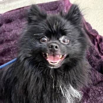 Micco -  Pomeranian Dog for Adoption in Chicago, Illinois - Micco | PetCurious