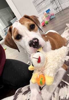 ROBERT -  Hound and Mixed Breed Dog for Adoption in Seale, Alabama - ROBERT | PetCurious
