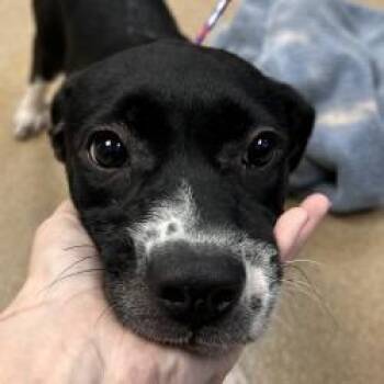Oreo Cookie -  Pit Bull Terrier Dog for Adoption in Brenham, Texas - Oreo Cookie | PetCurious