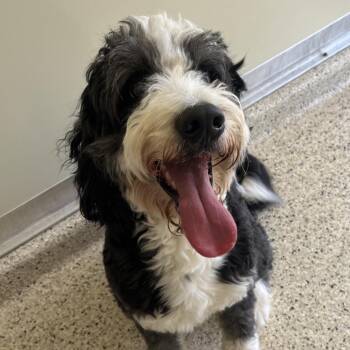 Mixed Breed Dogs Available for Adoption in Nashville, Indiana - Moe | PetCurious