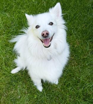 BERNIE -  American Eskimo Dog Dog for Adoption in Montreal, Quebec - BERNIE | PetCurious