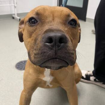 Boxer and Mixed Breed Dogs Available for Adoption in Abilene, Texas - B-Dawg | PetCurious