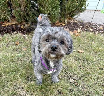 Boo -  Shih Poo Dog for Adoption in Orland Park, Illinois - Boo | PetCurious
