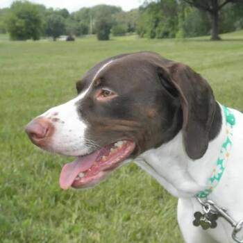 Ginny -  German Shorthaired Pointer Dog for Adoption - Ginny | PetCurious